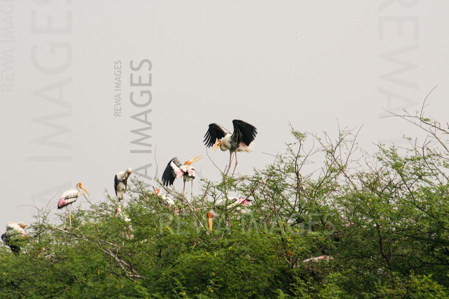 Painted Stork at Bharatpur
