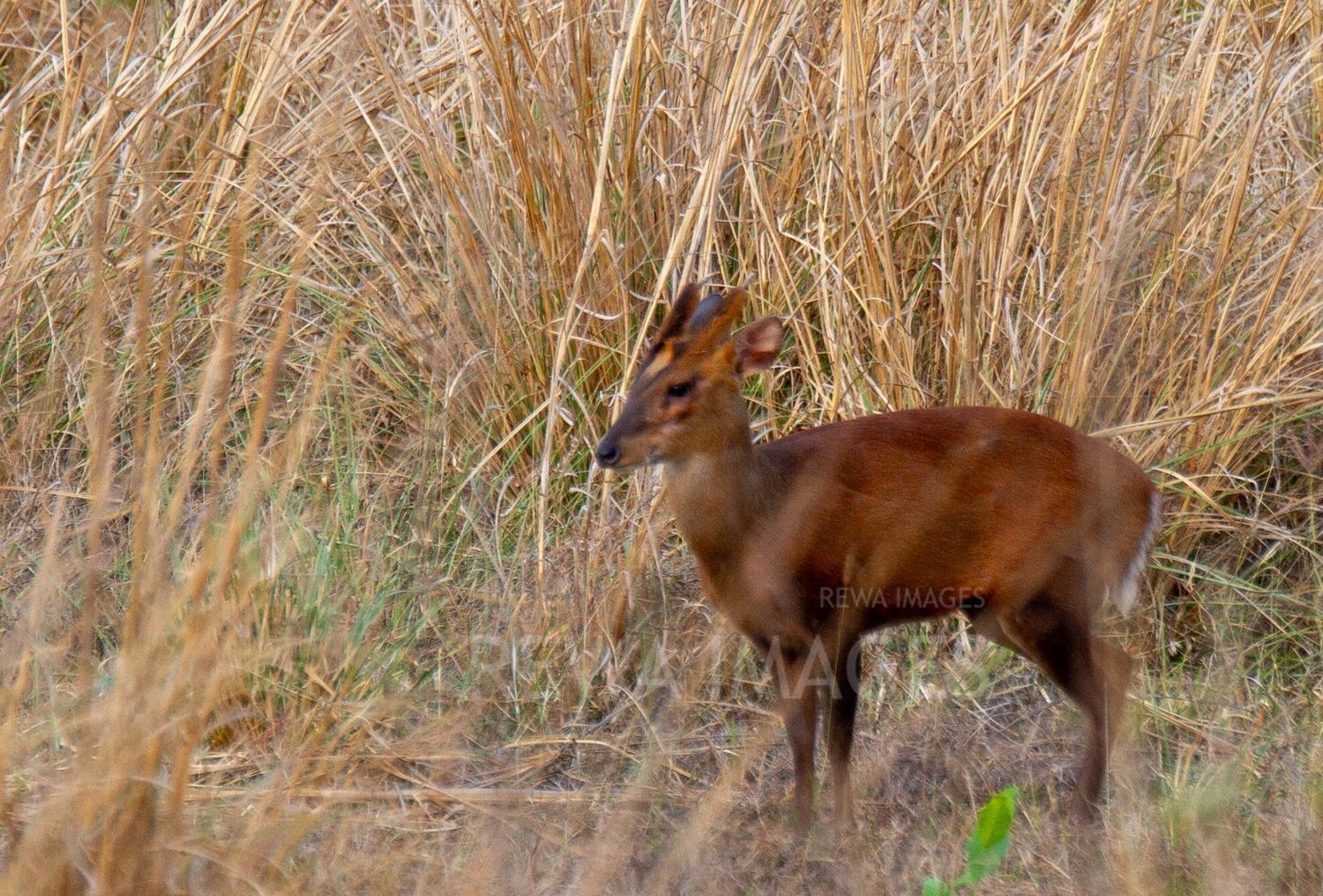Barking deer