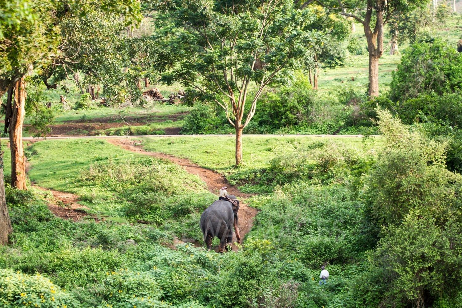 Kerala Forests