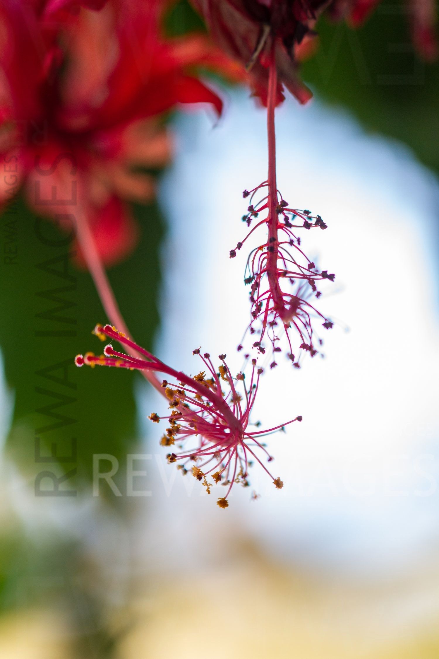 Macro photography