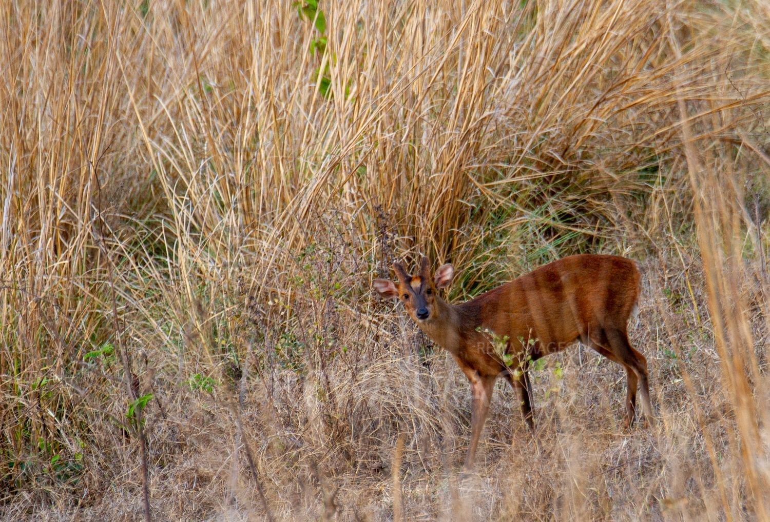 Barking deer