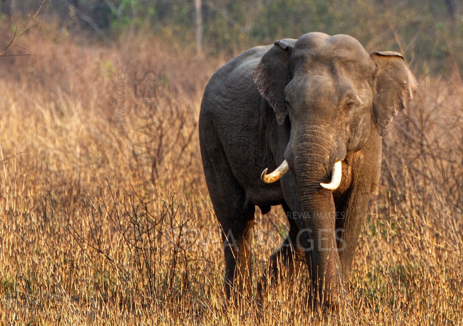 Indian elephant