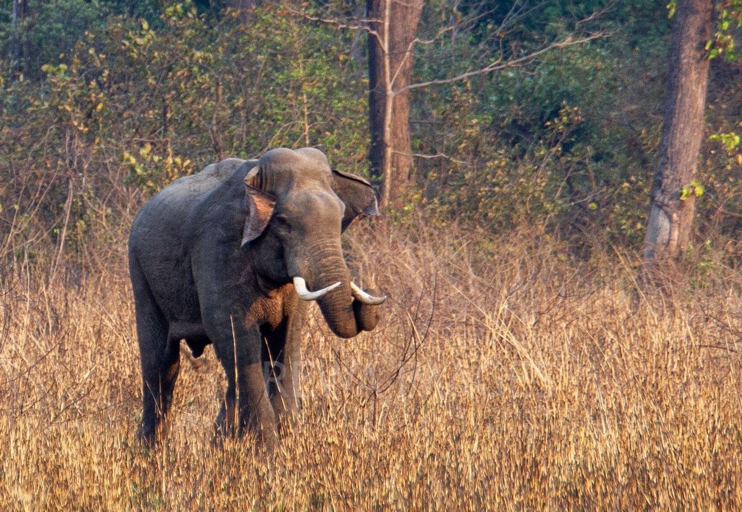 Indian elephant