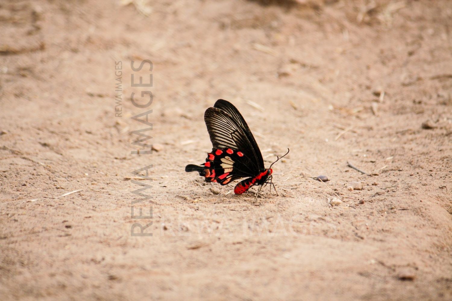 Pachliopta aristolochiae, the common rose at Bharatpur