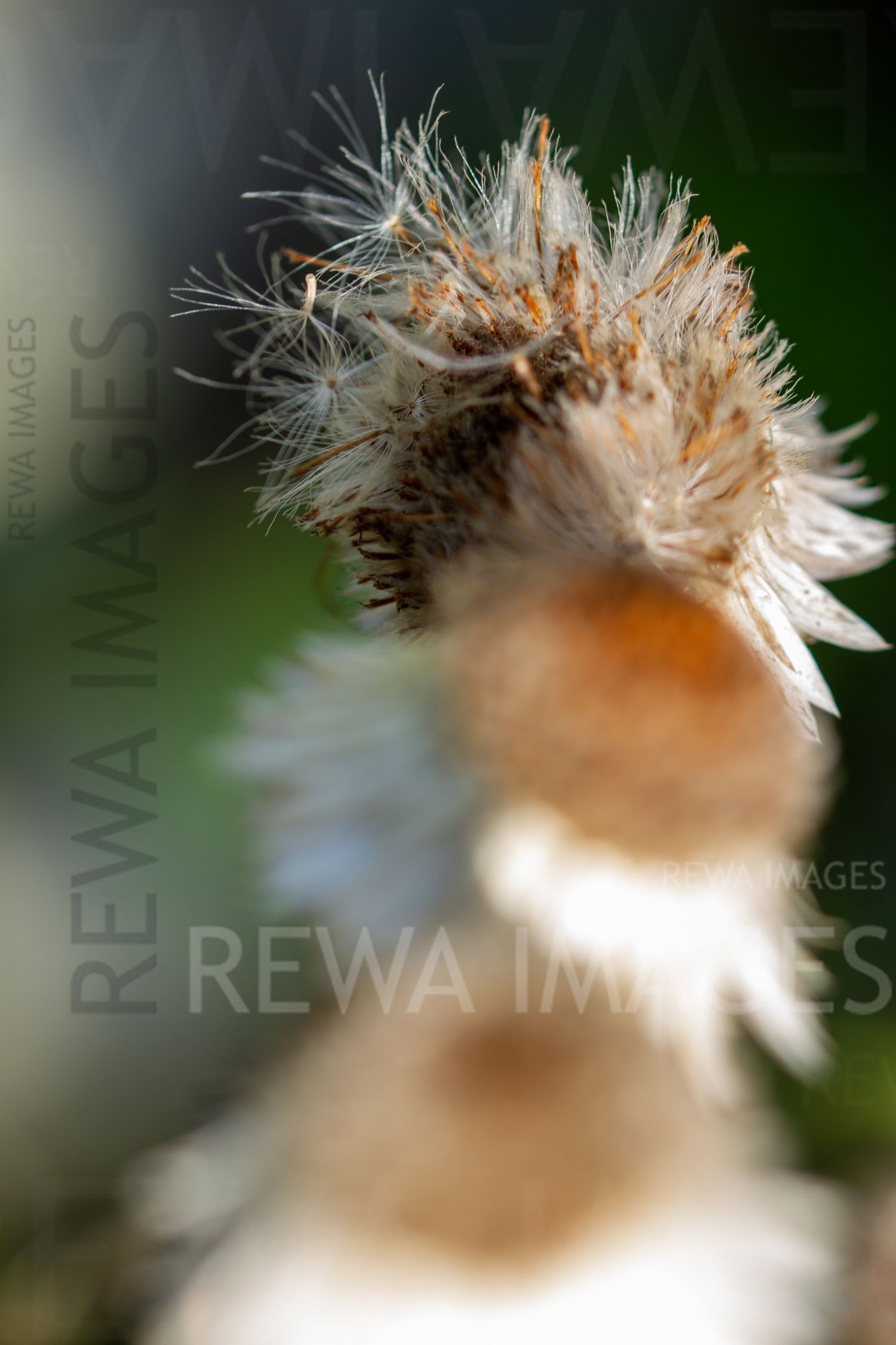 Macro Photography