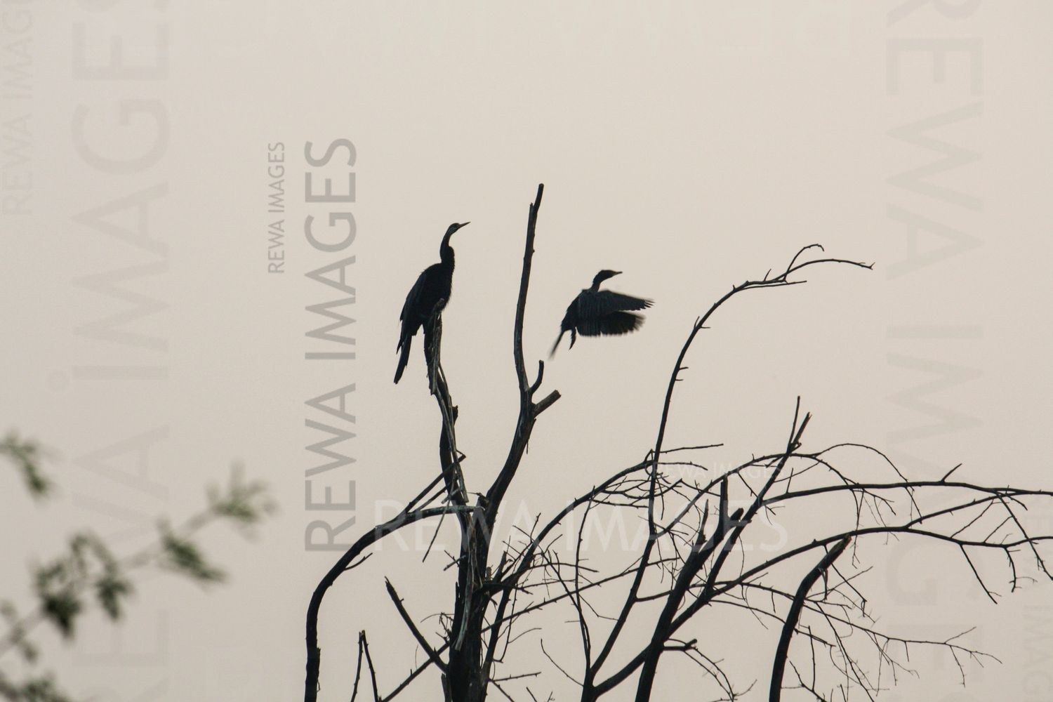 Oriental darter / Indian darter at Bharatpur