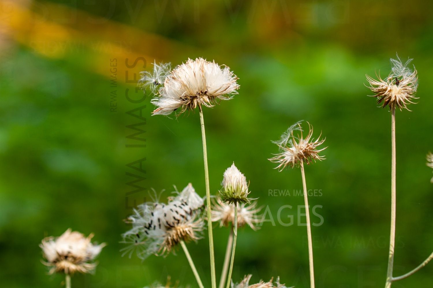 Macro photography