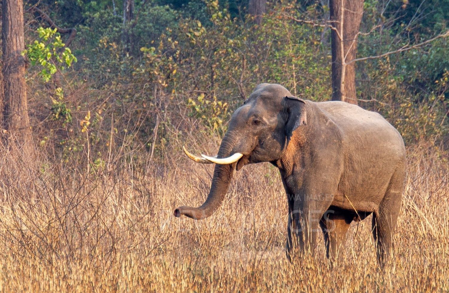 Indian elephant