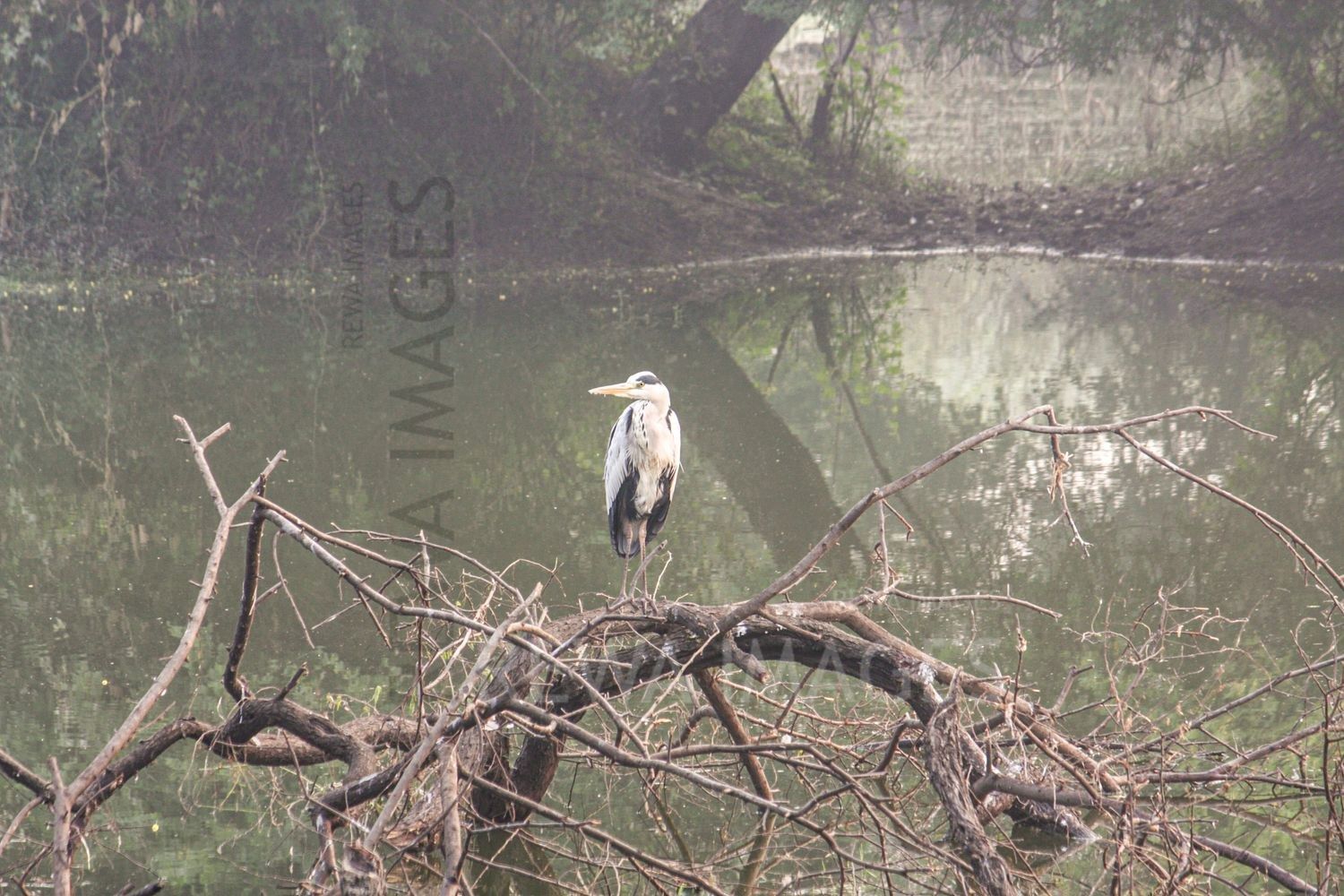 Painted Stork at Bharatpur