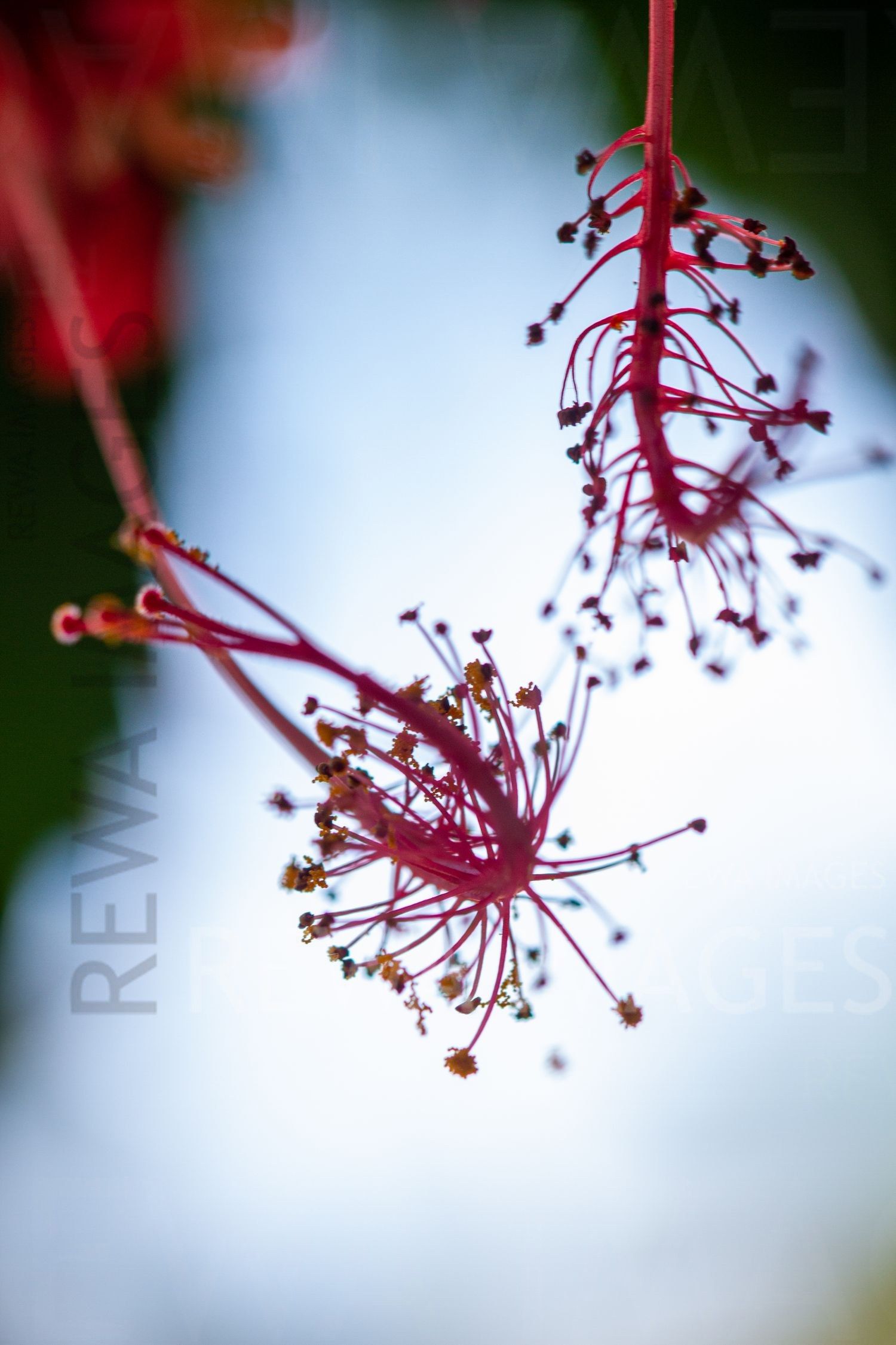 Macro photography