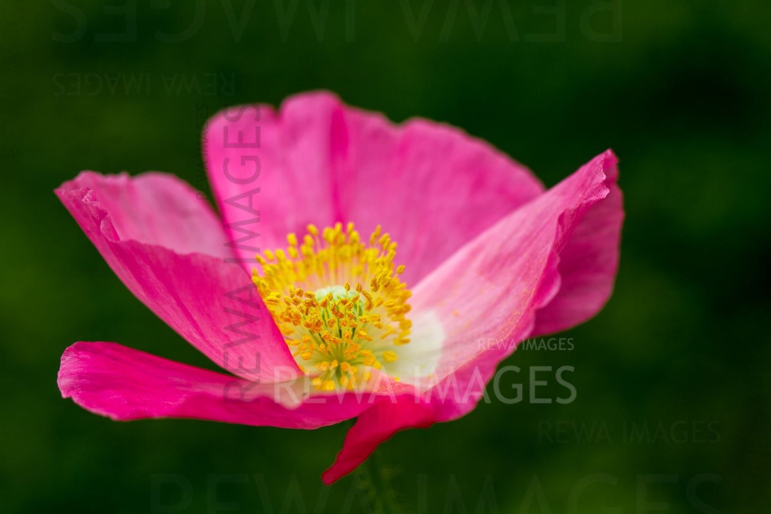 Macro image of flowers