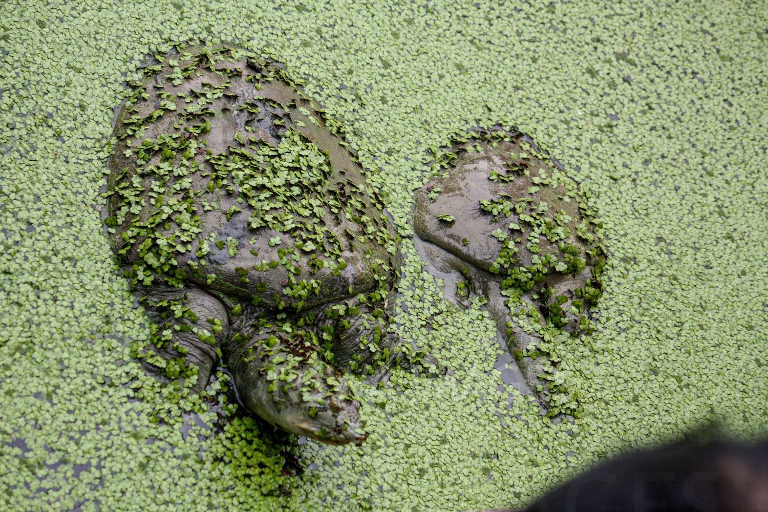 Softshell Turtles at Bharatpur