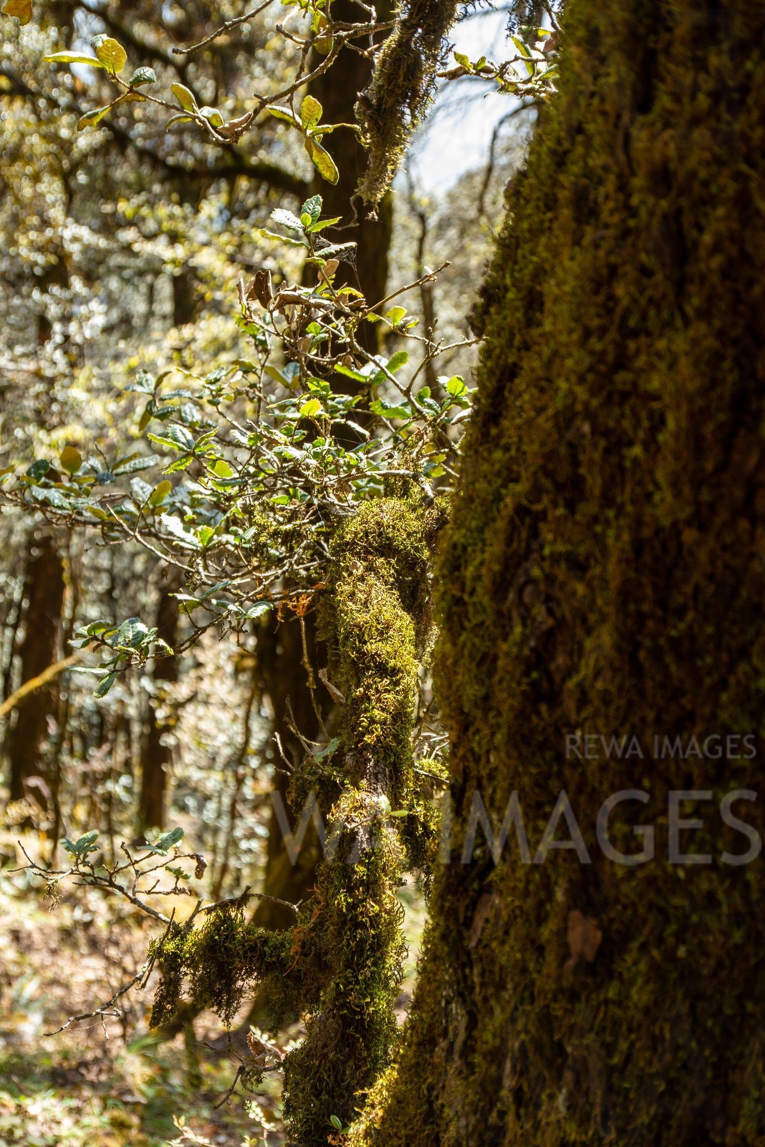 Himalayan Forests