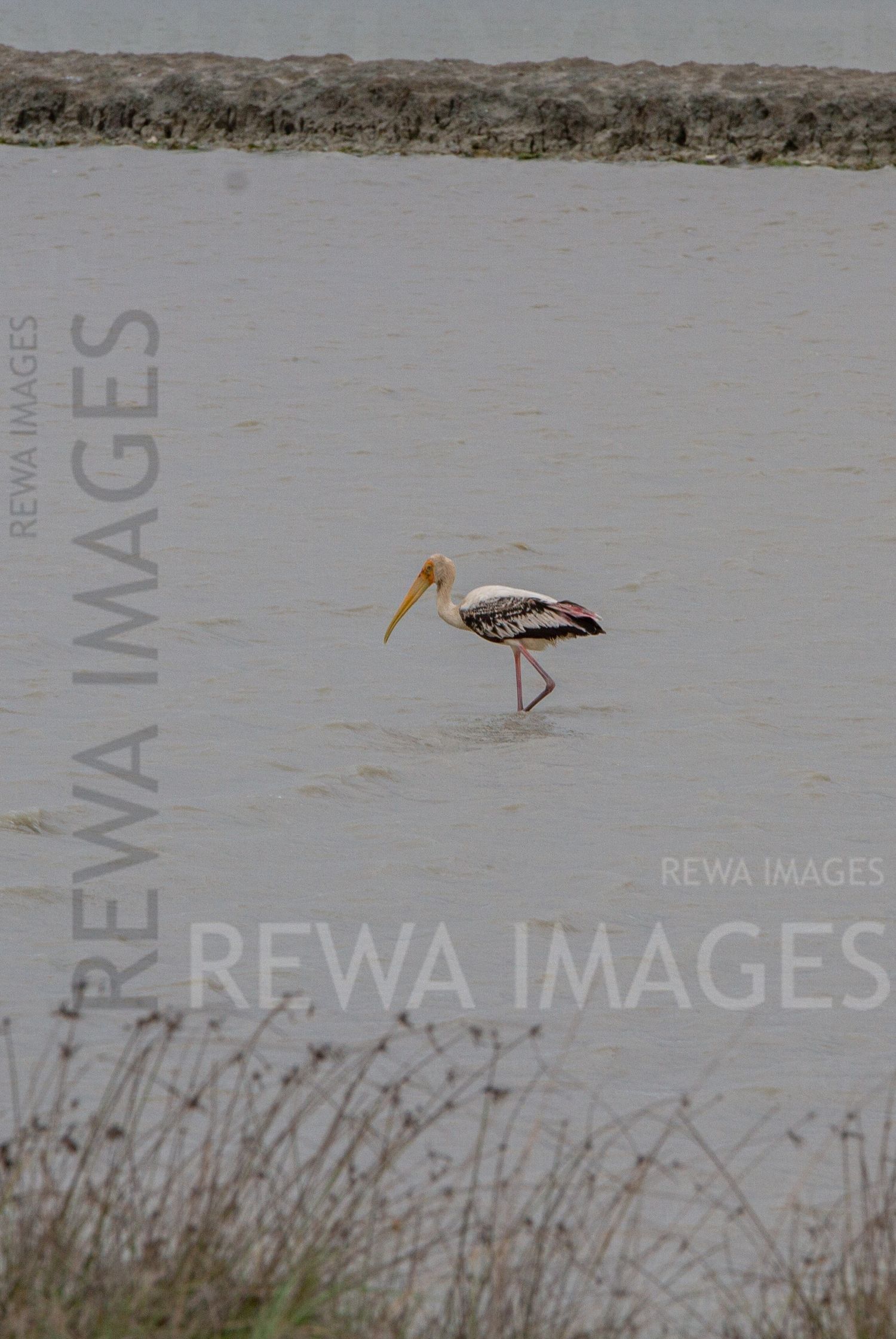 Painted Storks