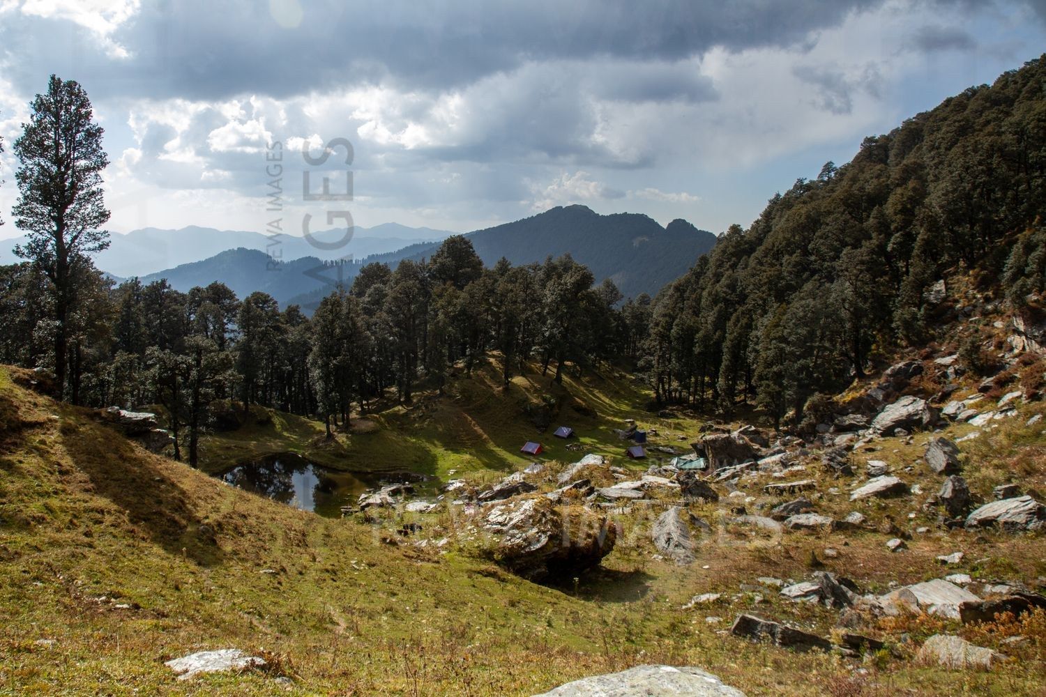 Himalayan Forests
