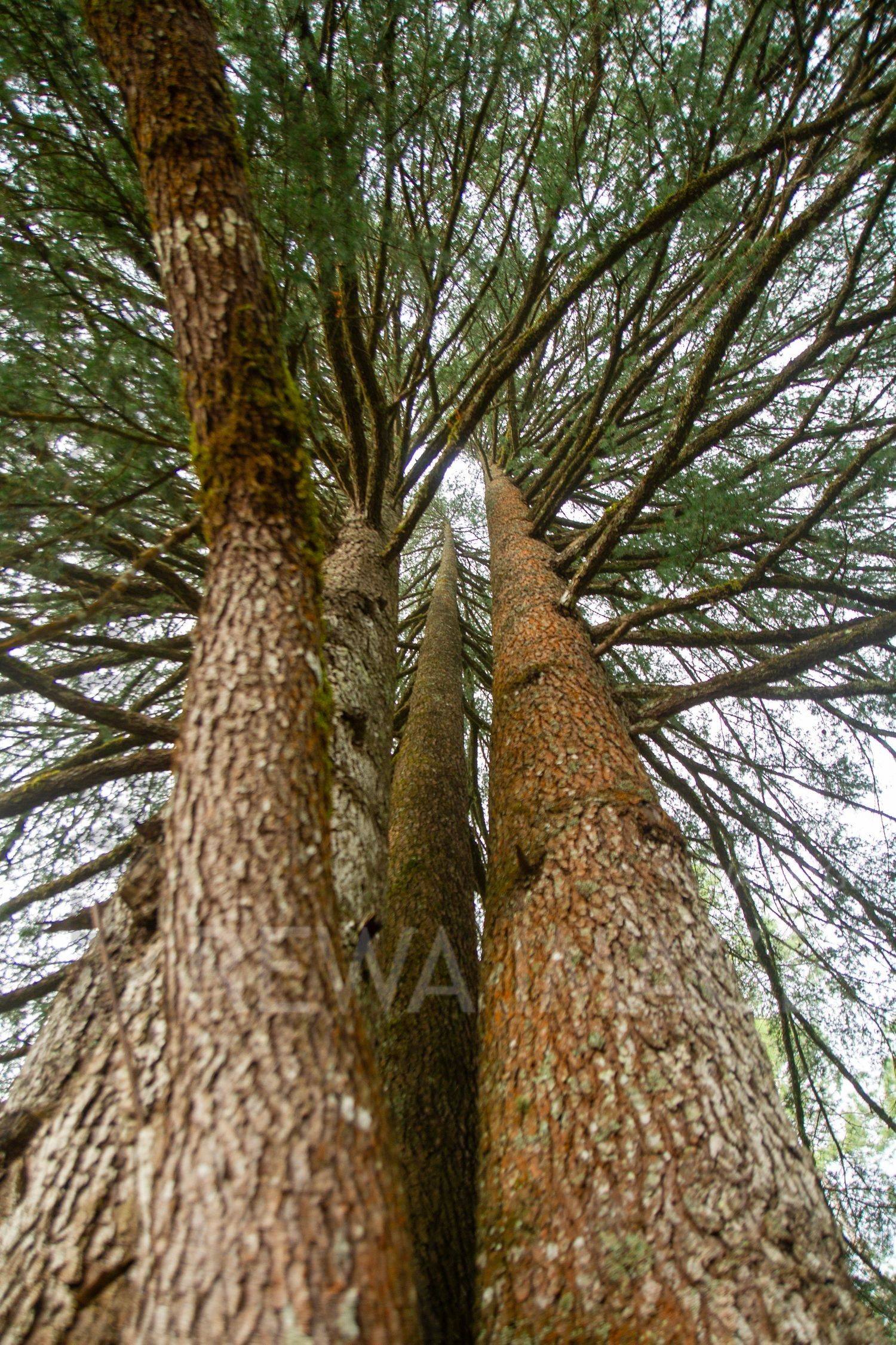 Tall pine trees