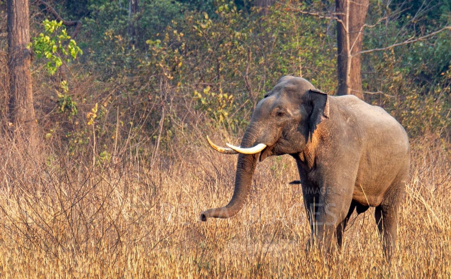 Indian elephant