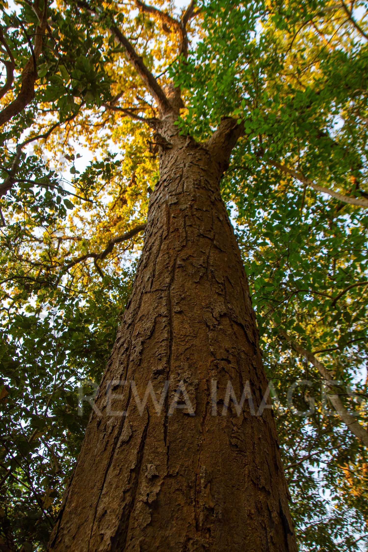 Forests of Jim Corbett National Park