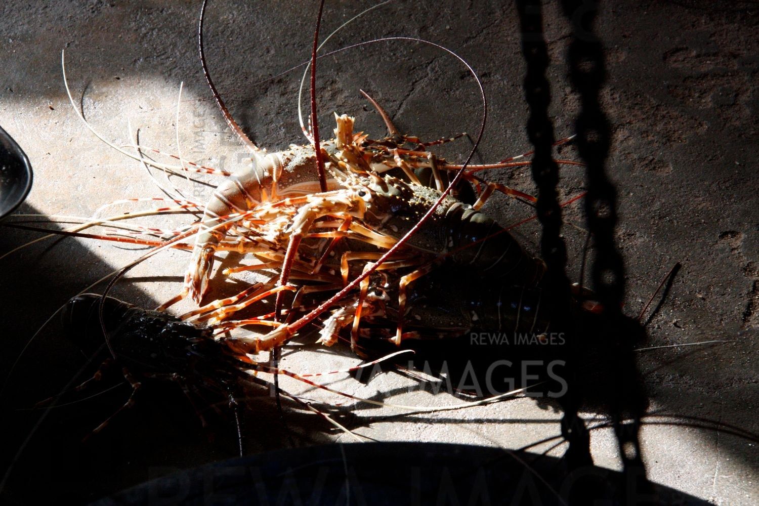 Lobsters in Kutch coast