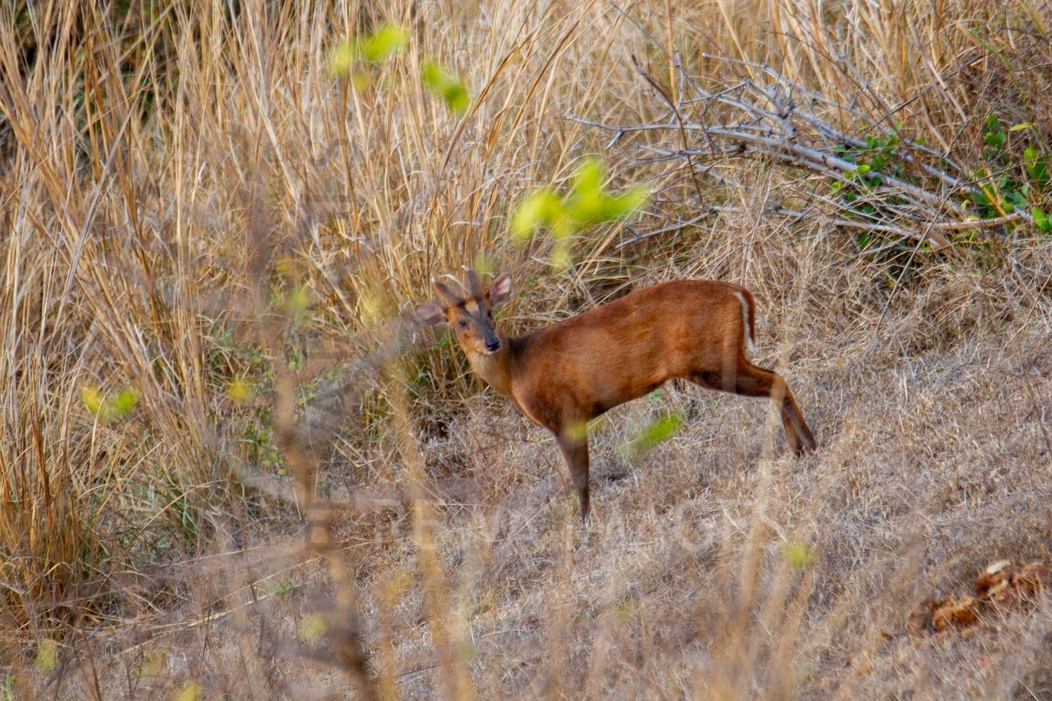 Barking deer
