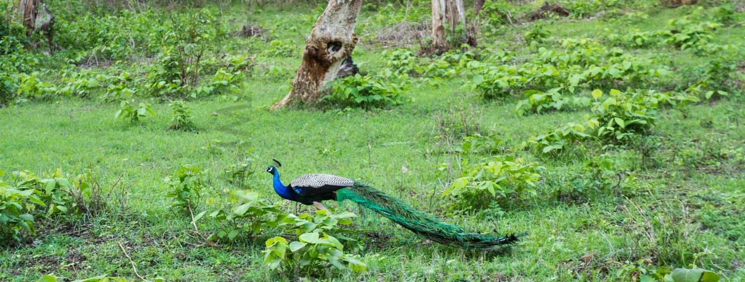 Kerala Forests