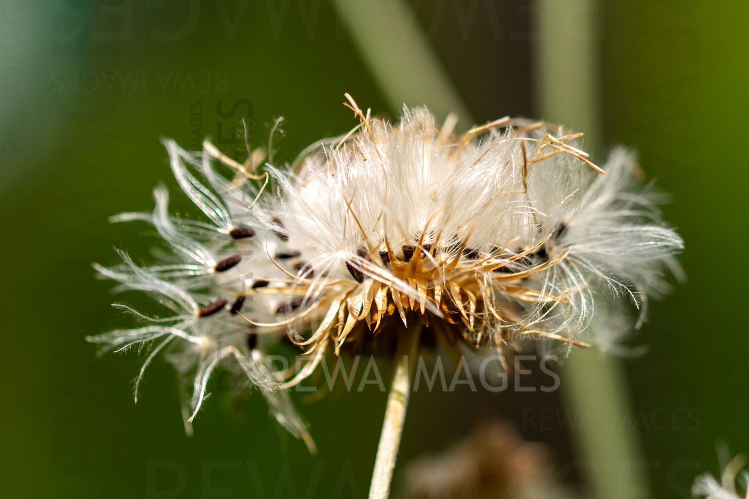 Macro photography