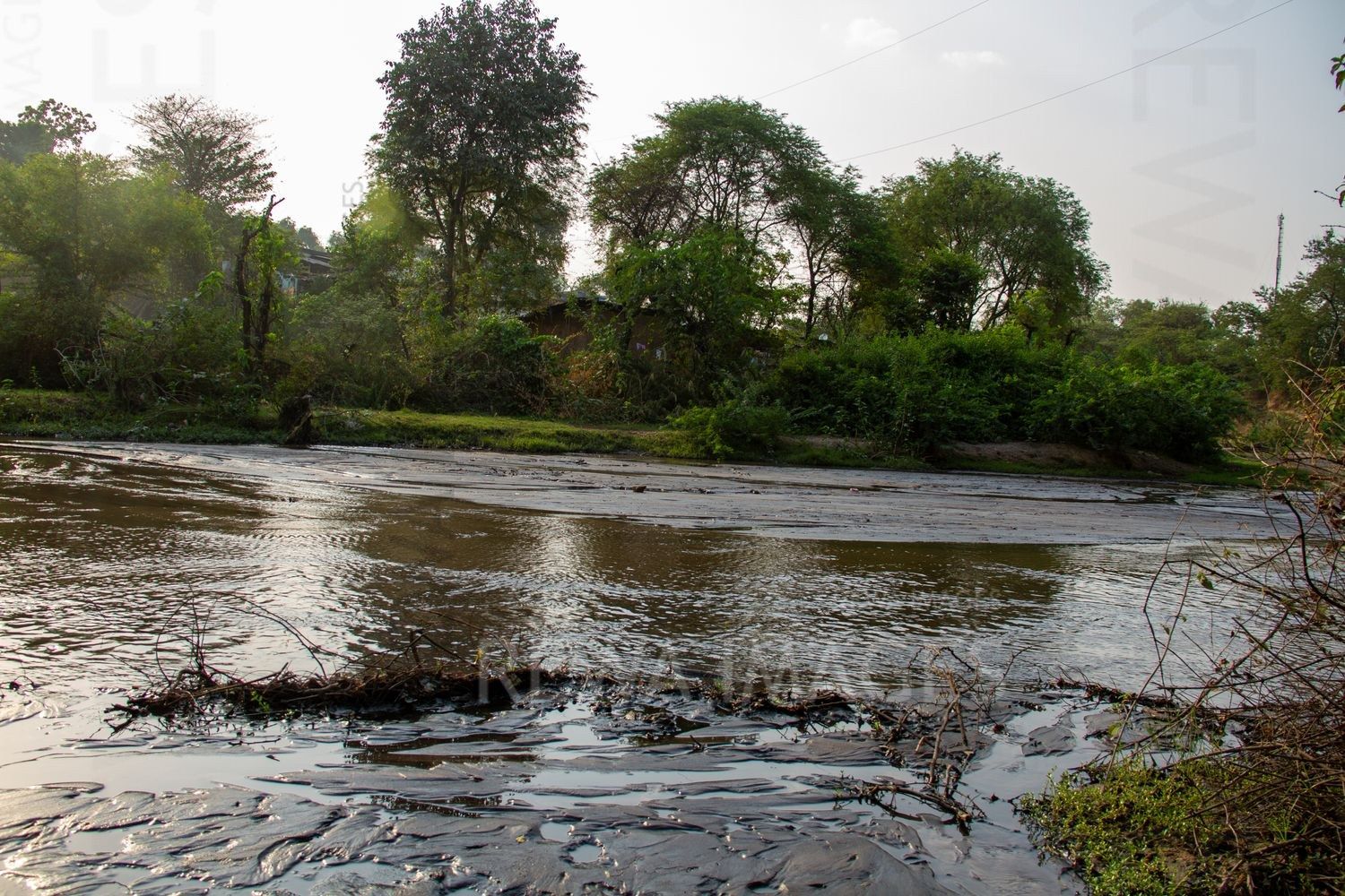 Polluted water bodies near coal mines in Singrauli