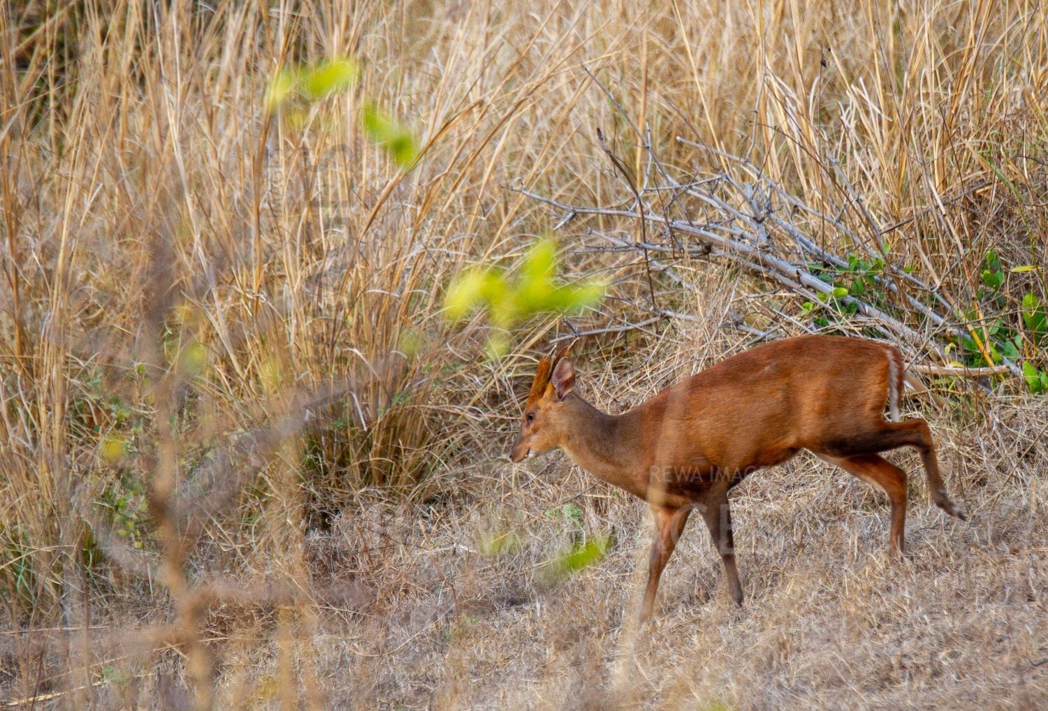 Barking deer