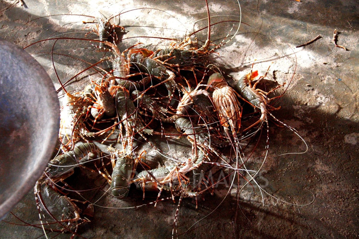 Lobsters in Kutch coast