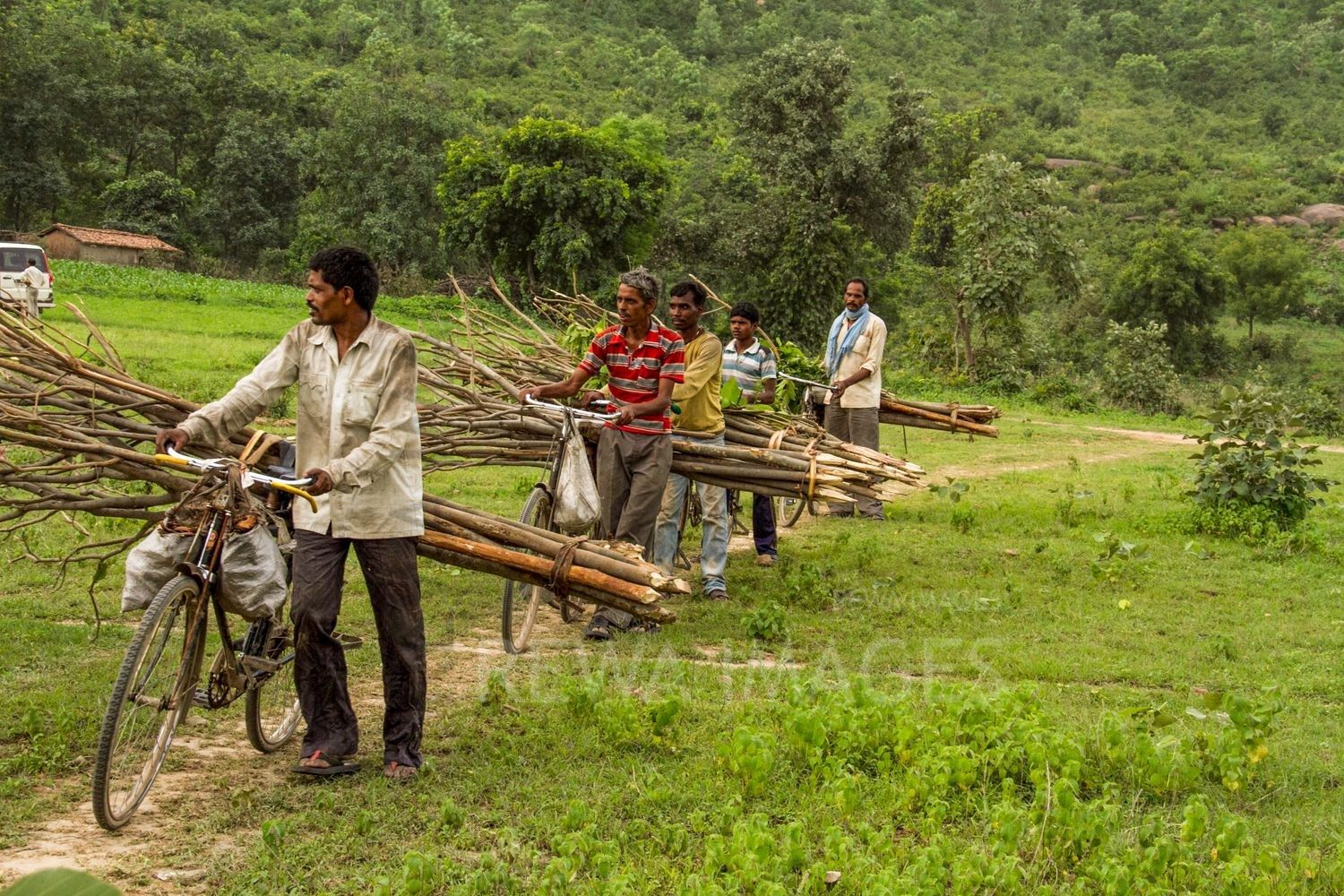 In Singrauli forests which has gone for coal mining, people depend on forest produce for survival.