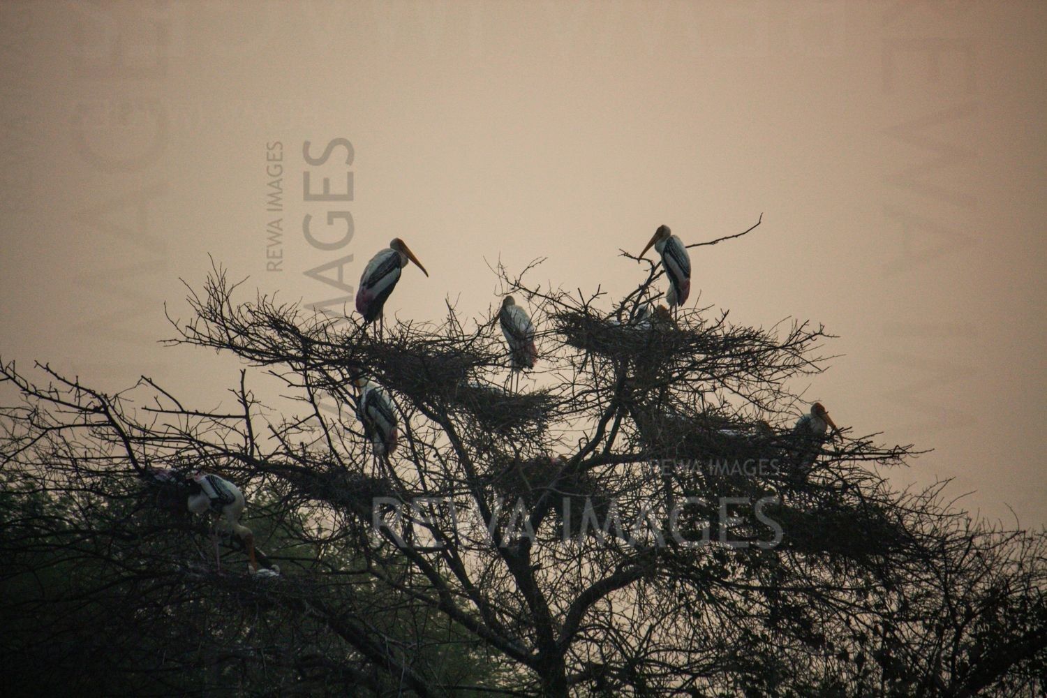 Painted Stork at Bharatpur