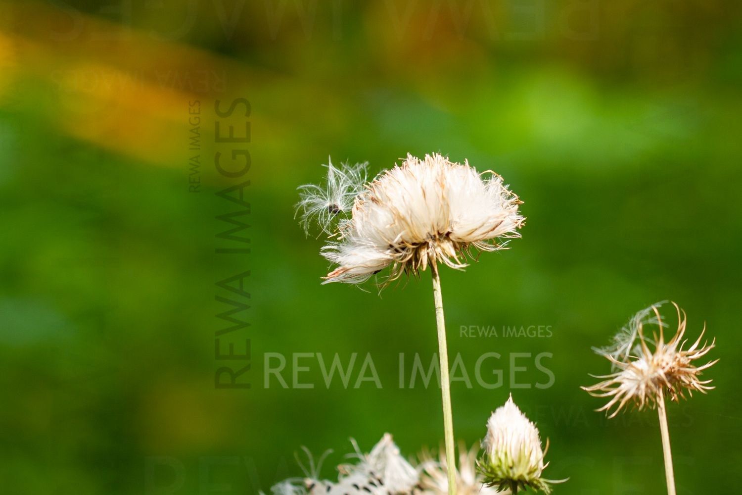 Macro photography