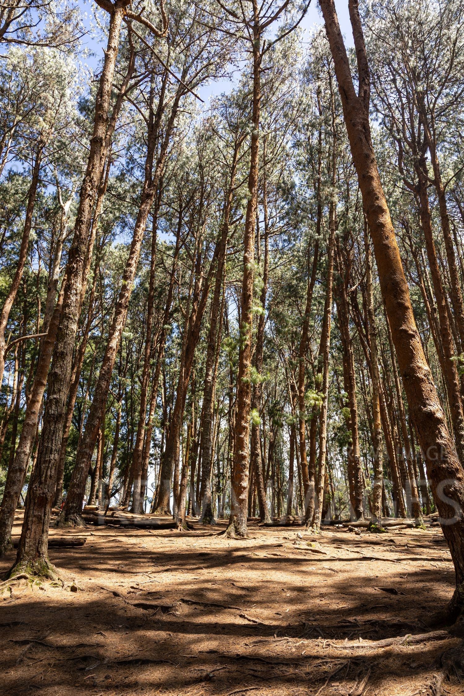 Pine Tress in Kodaikanal