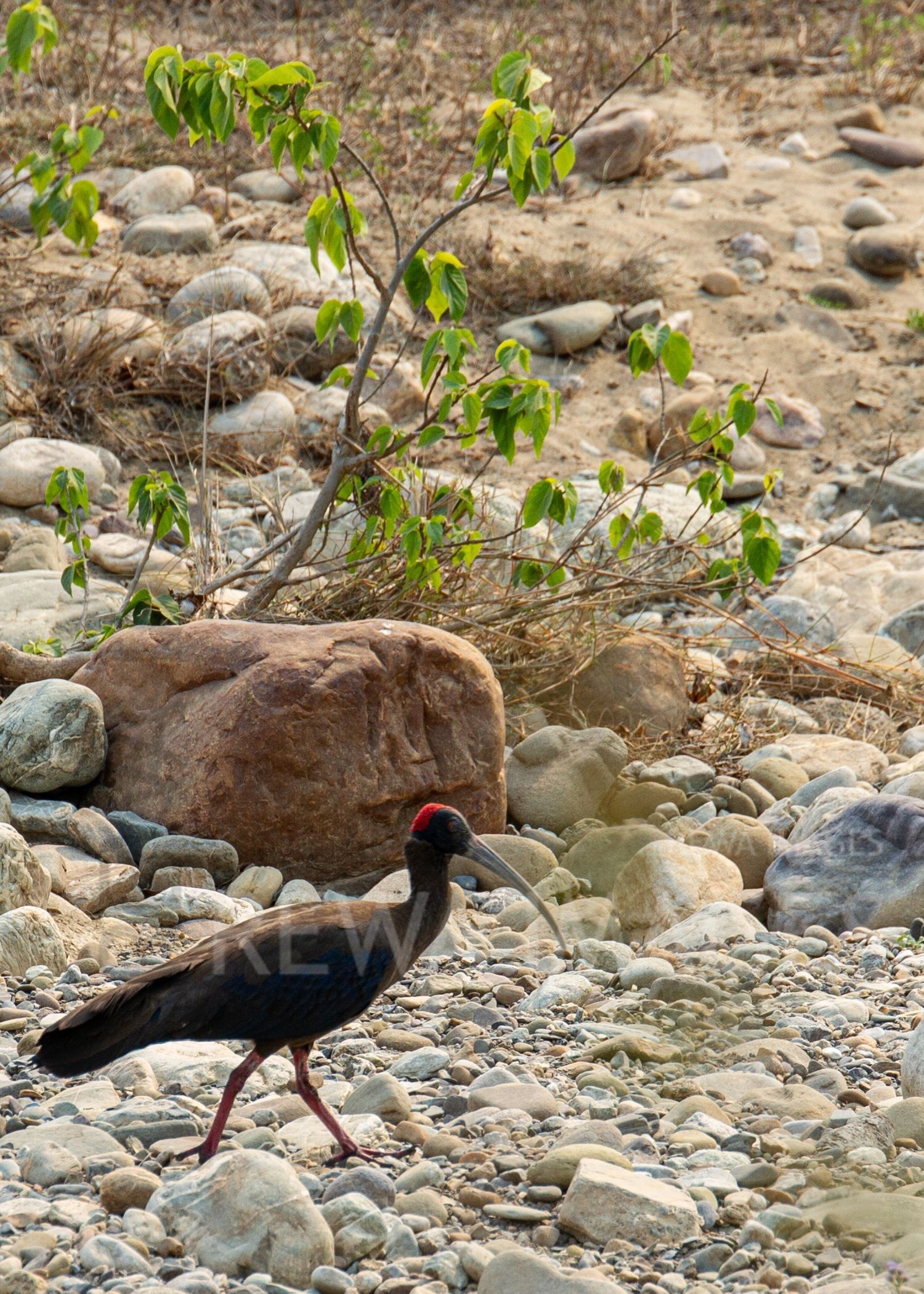 Red-naped Ibis