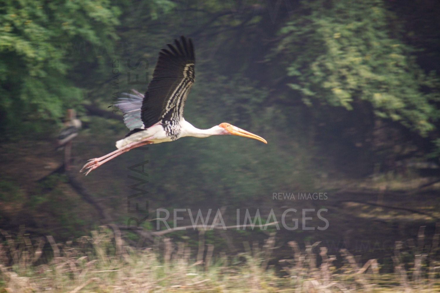 Painted Stork at Bharatpur
