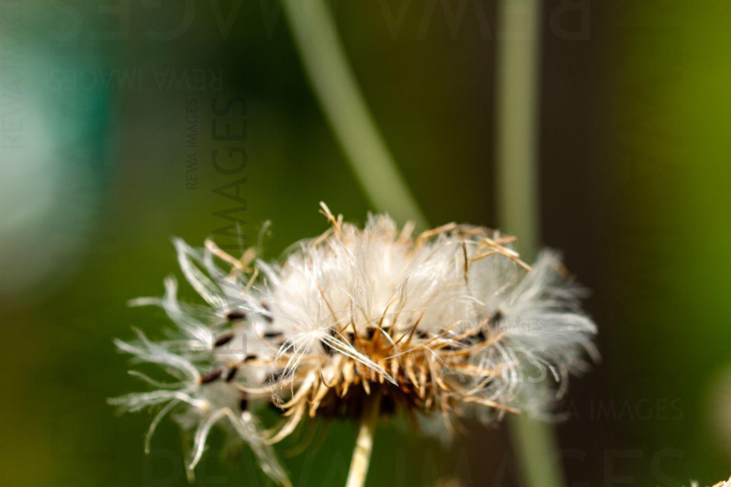 Macro photography