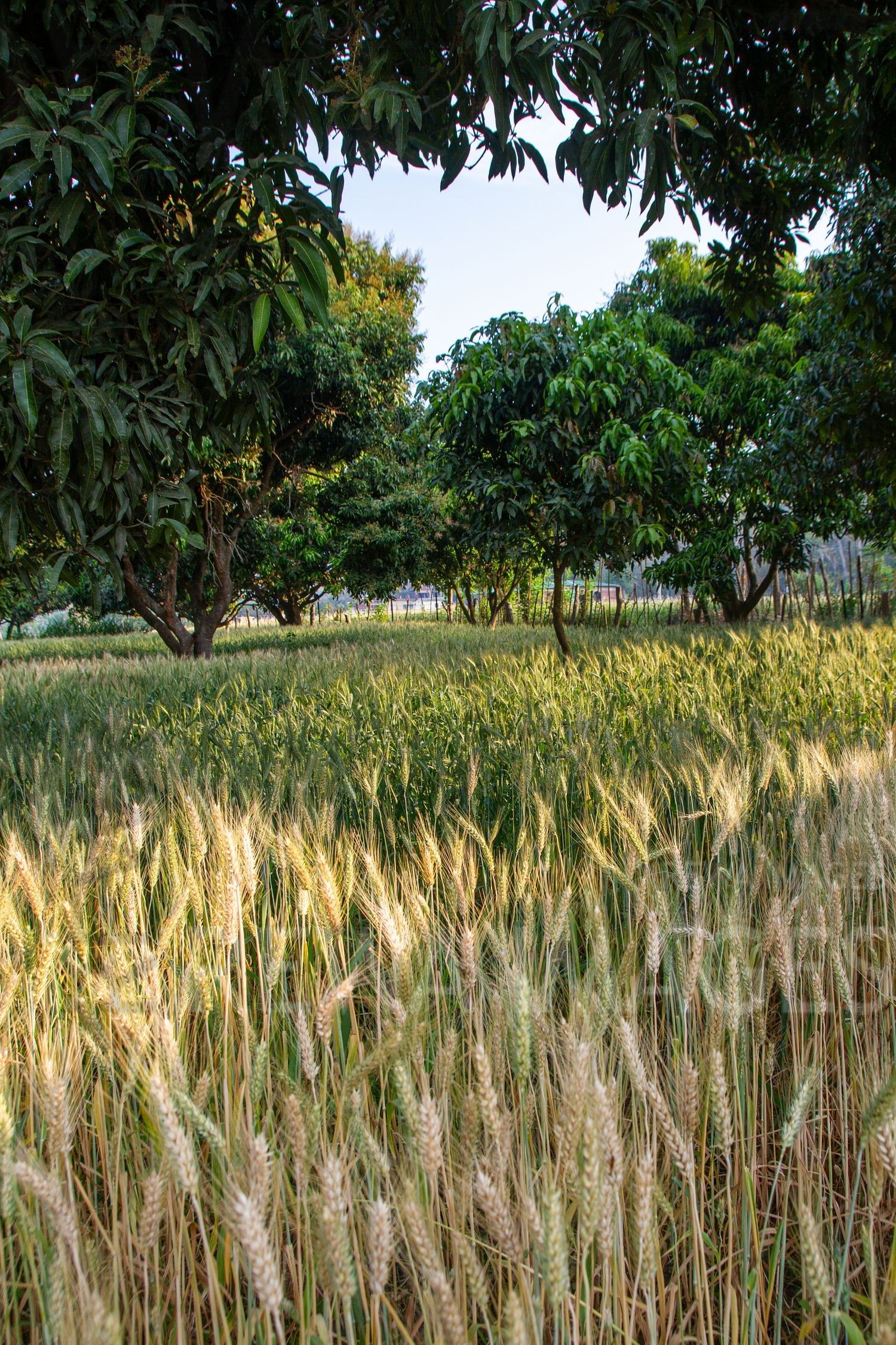 Paddy fields