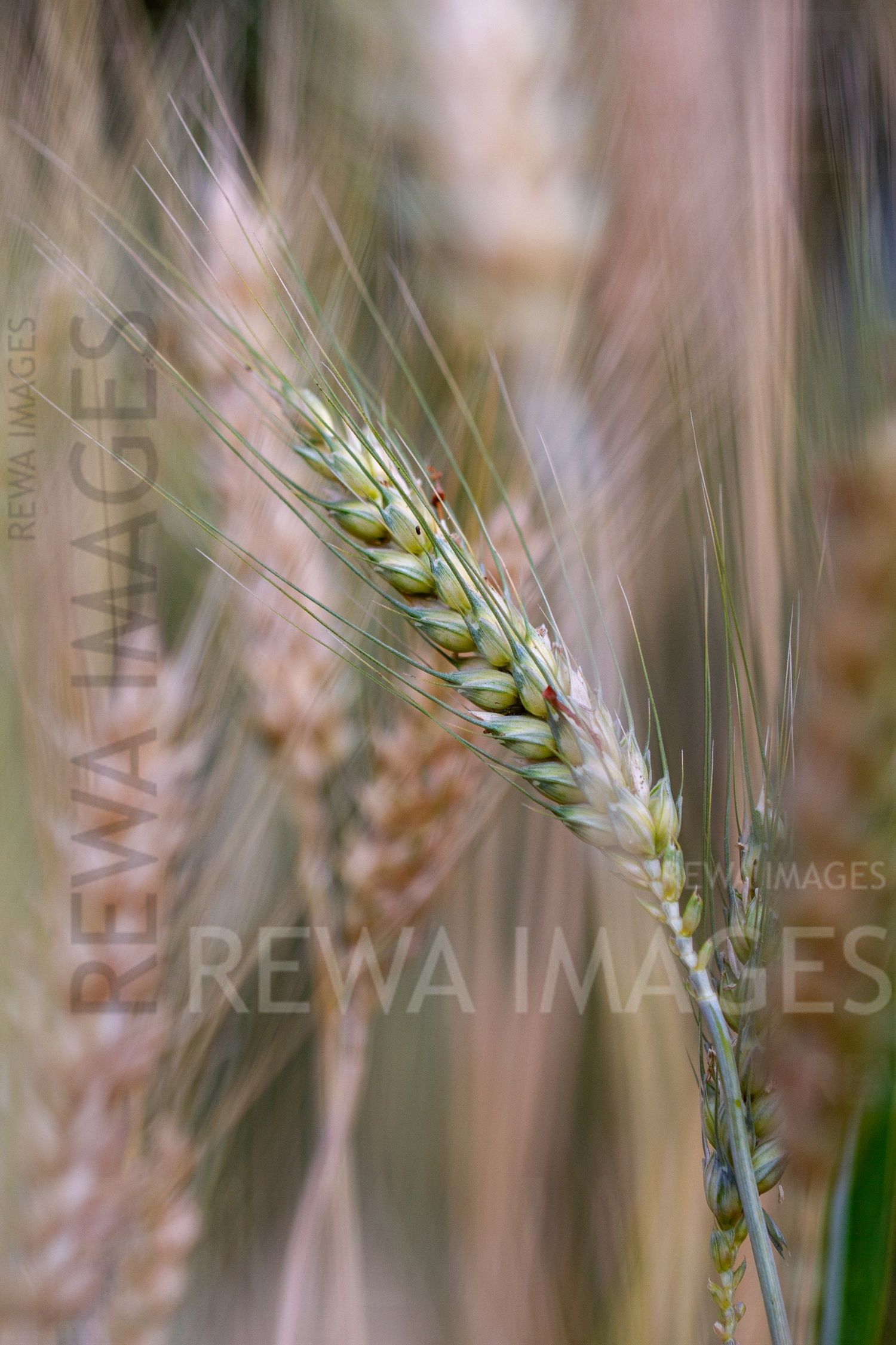 Paddy fields