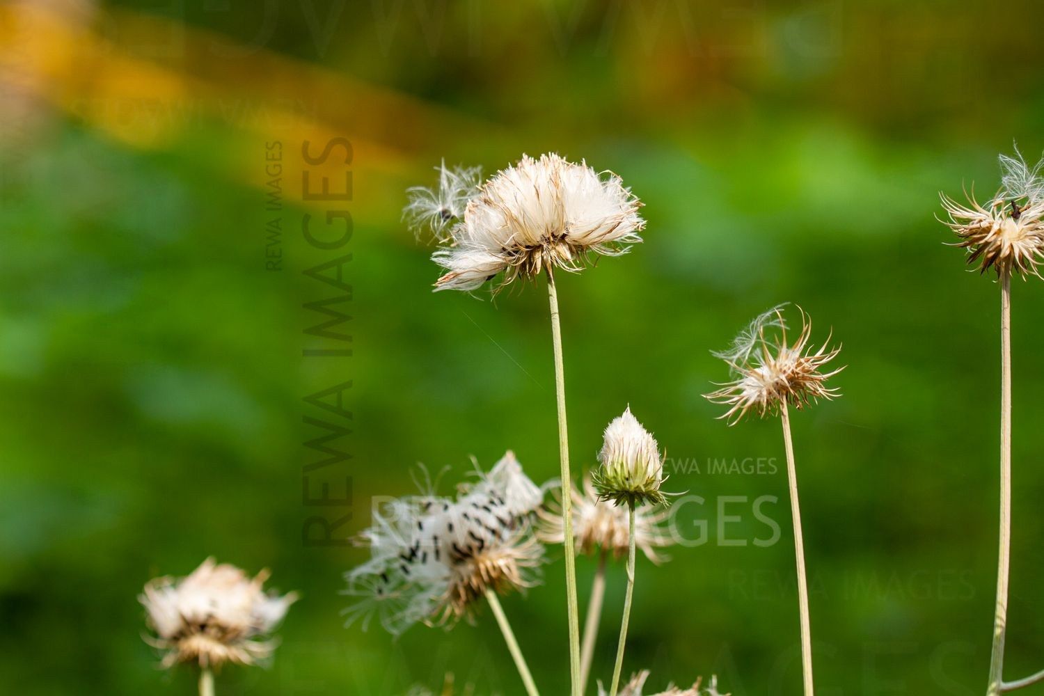 Macro photography