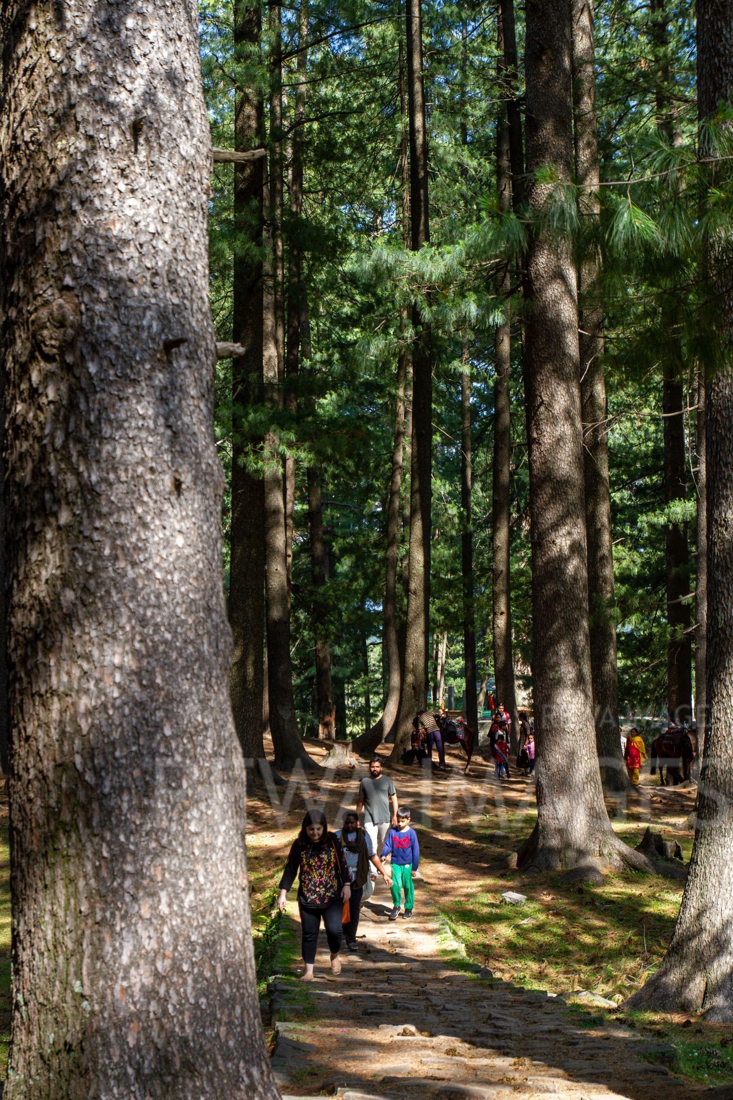 Pine Trees