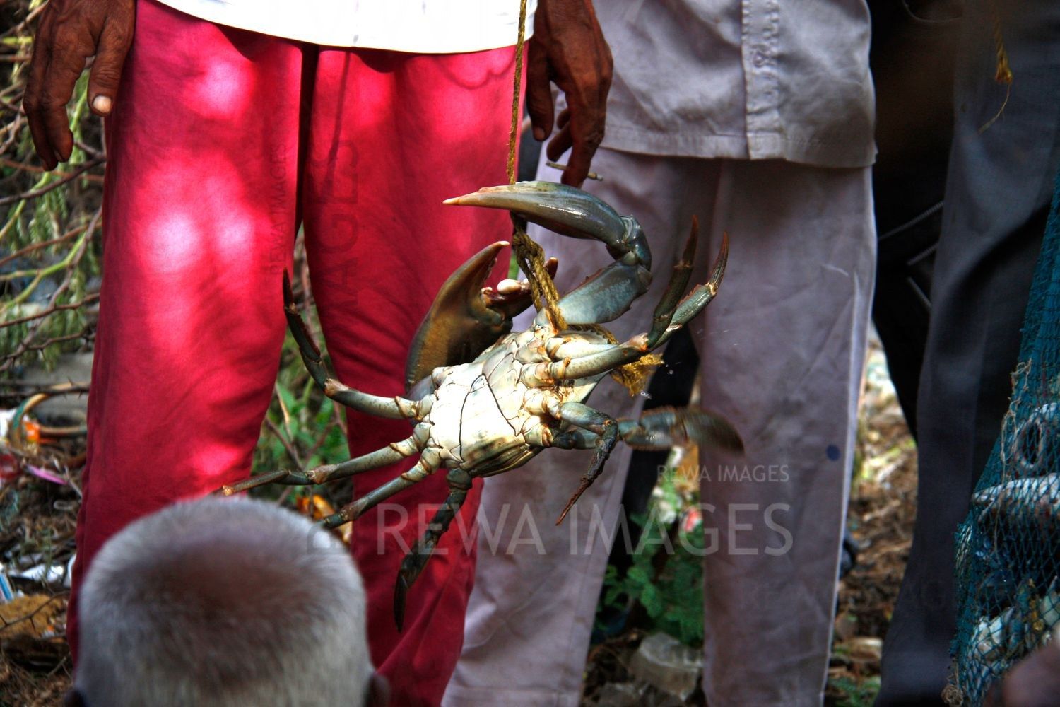 Crabs in Kutch coast