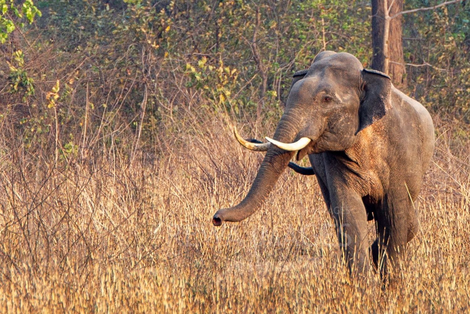 Indian elephant