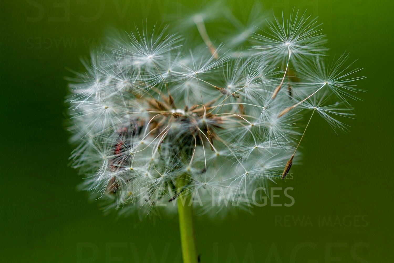 Withering Flowers
