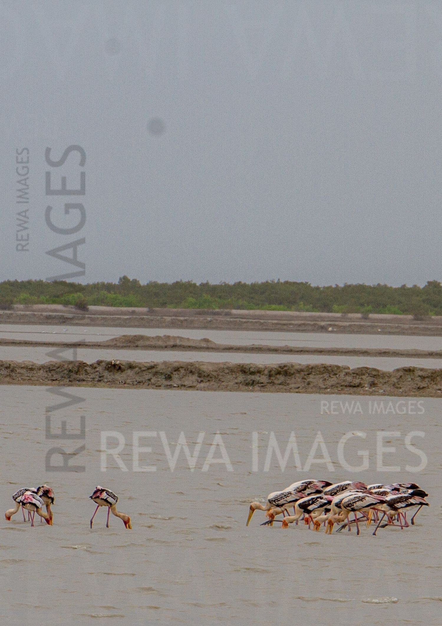 Painted Storks