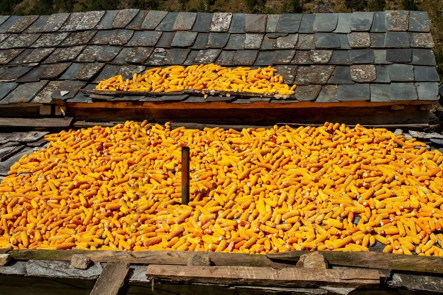 Corns for drying