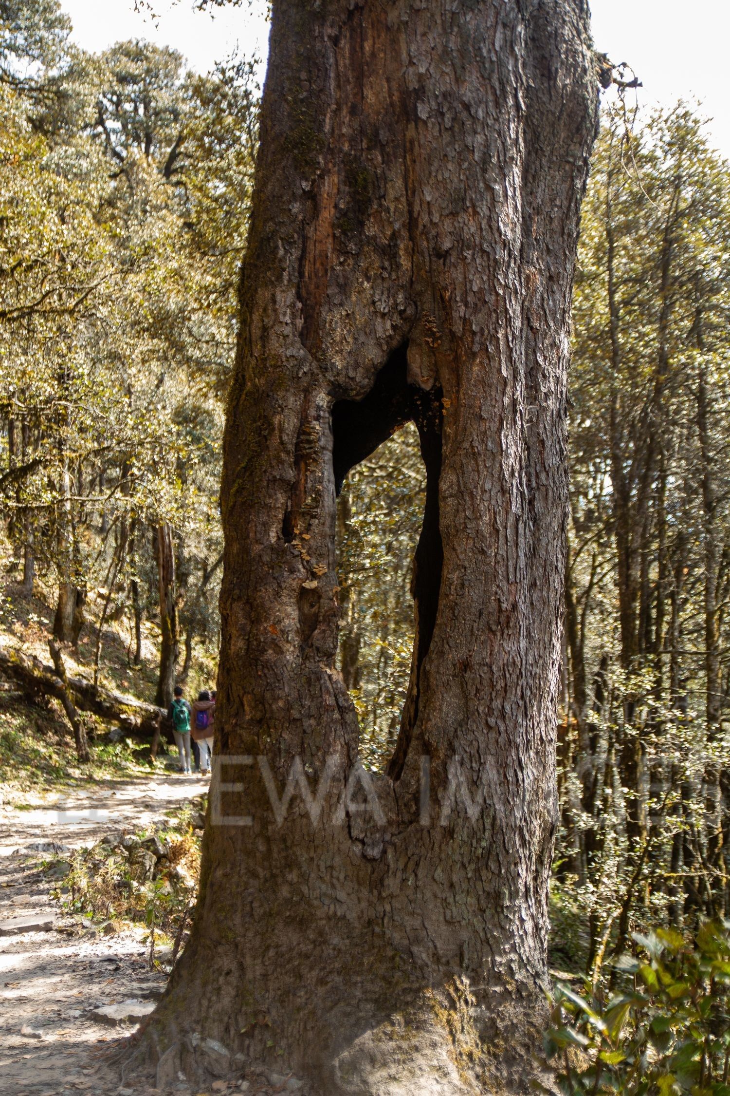 Himalayan Forests