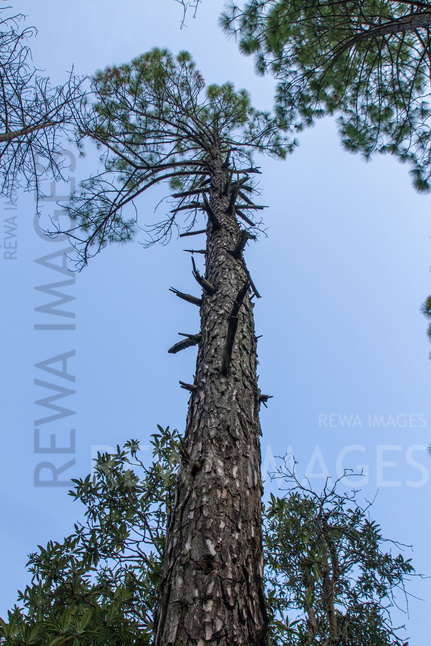 Tall pine trees