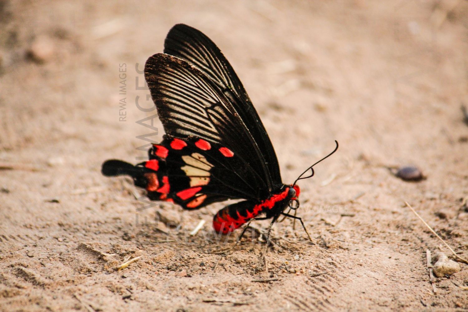 Pachliopta aristolochiae, the common rose at Bharatpur