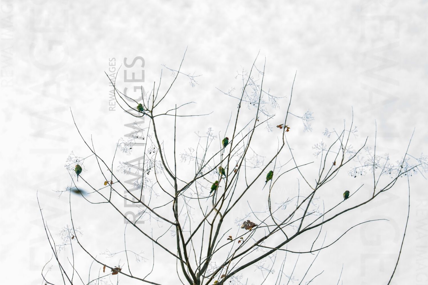 Trees