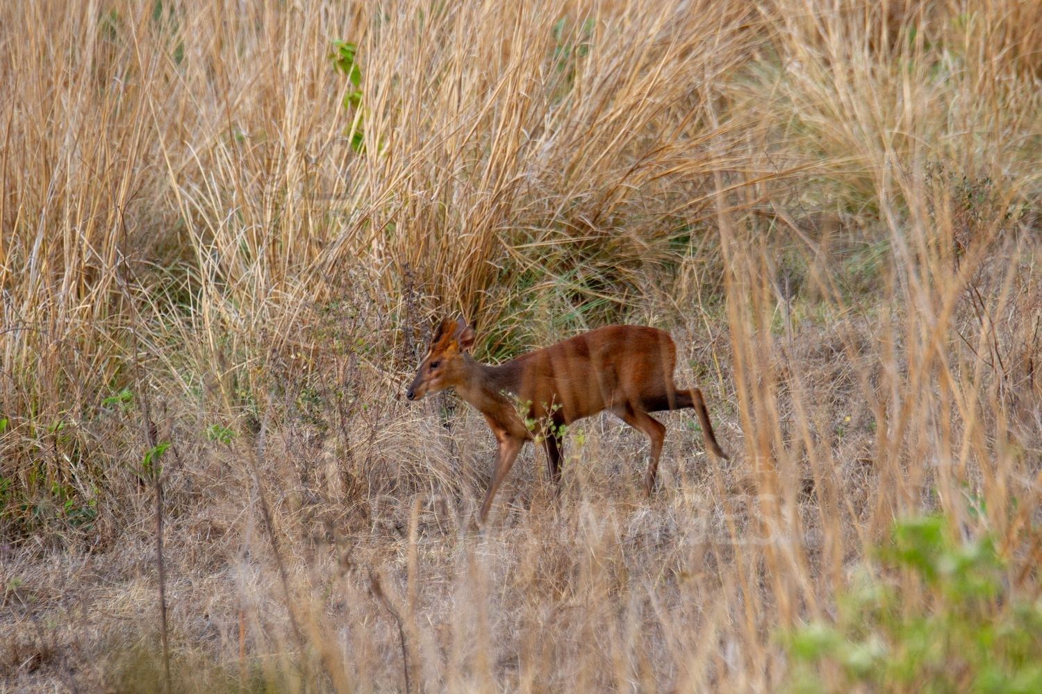 Barking deer